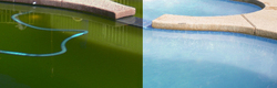 Mundaring Pool Cleaning Service green pool before and after